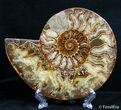 Inch Split Ammonite Pair #2611-4